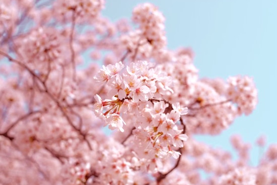New Cherry Blossom Grove Blooms in Sacramento, Honoring Japanese-American Heritage and Late Congressman Matsui