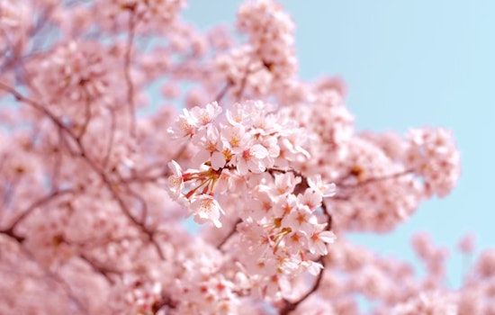 New Cherry Blossom Grove Blooms in Sacramento, Honoring Japanese-American Heritage and Late Congressman Matsui