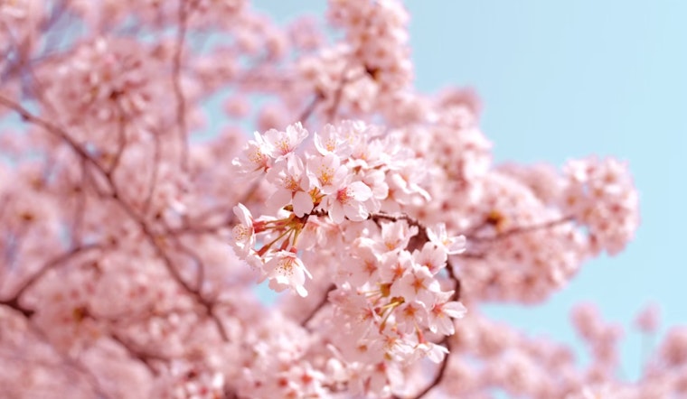 New Cherry Blossom Grove Blooms in Sacramento, Honoring Japanese-American Heritage and Late Congressman Matsui