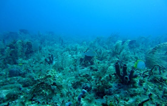 NOAA Awards $10 Million Grant to Protect Maui's Revered West Maui Reefs