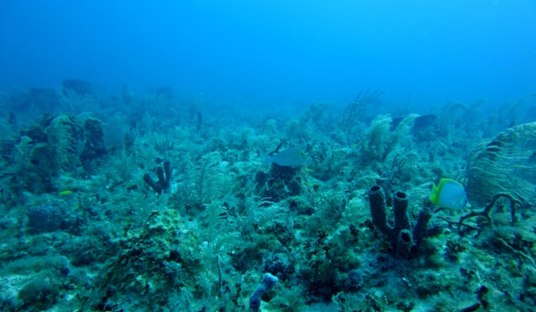 NOAA Awards $10 Million Grant to Protect Maui's Revered West Maui Reefs