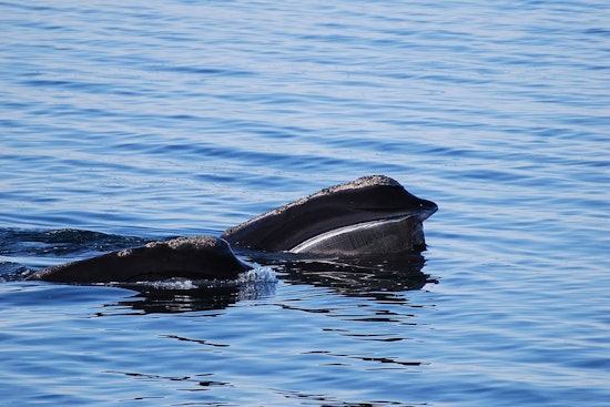 North Atlantic Right Whale Spotted Off Ireland's Coast for First Time in a Century