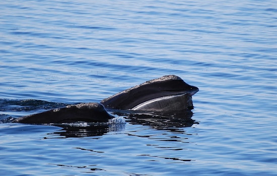 North Atlantic Right Whale Spotted Off Ireland's Coast for First Time in a Century