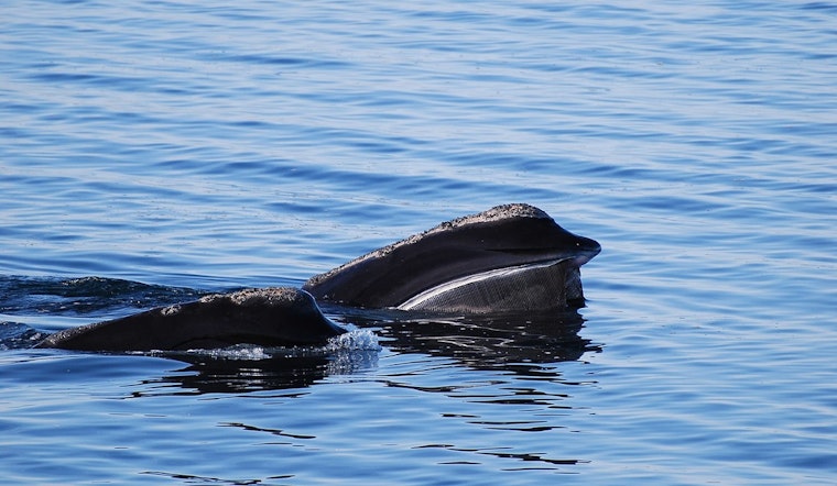 North Atlantic Right Whale Spotted Off Ireland's Coast for First Time in a Century