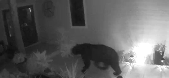 North Port Community on High Alert as Black Bear Sightings Near Homes Escalate