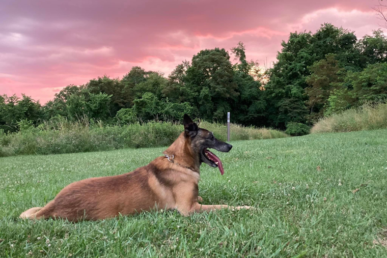 North Versailles Police K-9 Unit Mourns the Loss of Beloved Retired Officer Laky