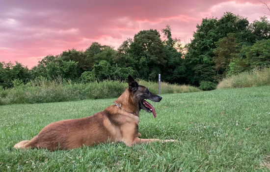 North Versailles Police K-9 Unit Mourns the Loss of Beloved Retired Officer Laky