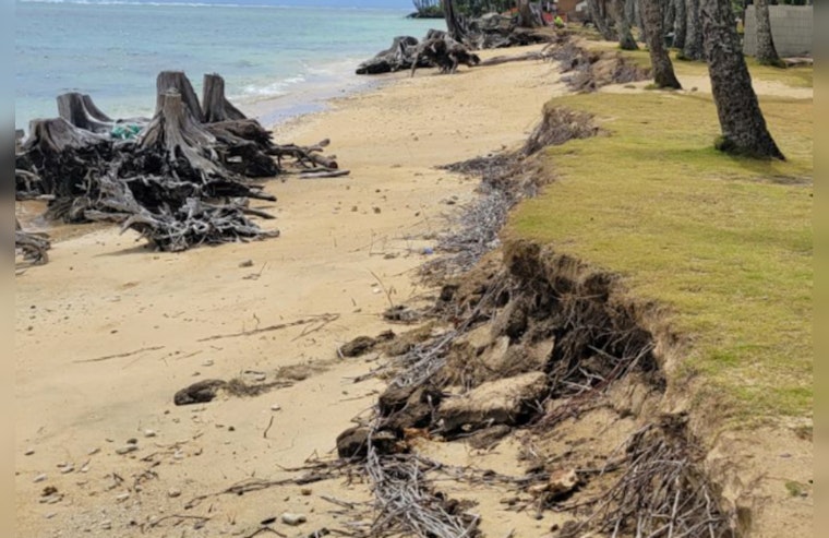 Oʻahu Community Rallies for Climate Action, Tree-Planting at Punaluʻu Beach Park Aims to Combat Shoreline Erosion