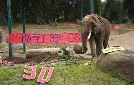 Oakland Zoo's Last African Elephant, Osh, Set for New Beginnings at Tennessee Sanctuary After 75 Years of Housing Elephants