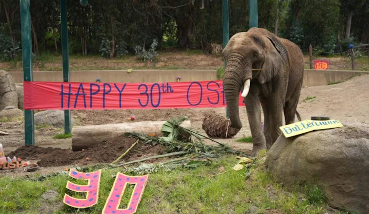 Oakland Zoo's Last African Elephant, Osh, Set for New Beginnings at Tennessee Sanctuary After 75 Years of Housing Elephants