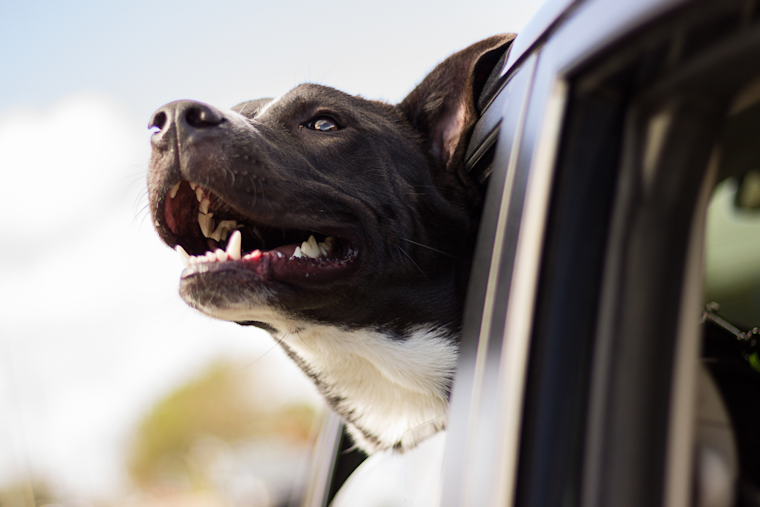 Orange County Amplifies Warnings Against Pets in Hot Cars Amid Rising Temperatures