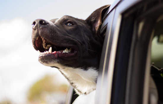 Orange County Amplifies Warnings Against Pets in Hot Cars Amid Rising Temperatures