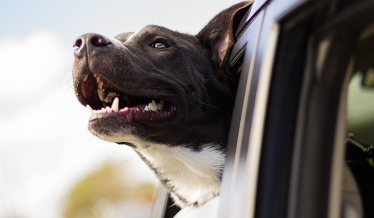 Orange County Amplifies Warnings Against Pets in Hot Cars Amid Rising Temperatures