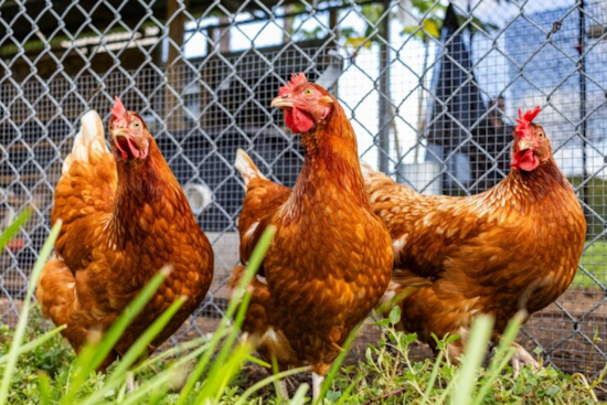 Orange County Enlists 'Sentinel Chickens' as Early Detectors of Mosquito-Borne Diseases