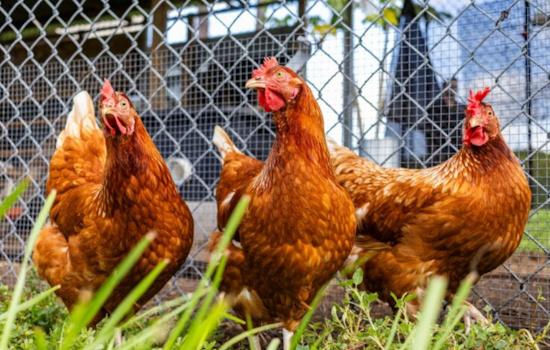 Orange County Enlists 'Sentinel Chickens' as Early Detectors of Mosquito-Borne Diseases