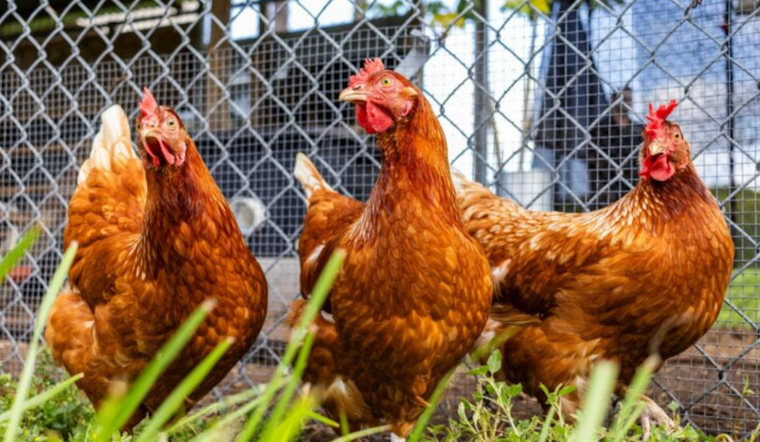 Orange County Enlists 'Sentinel Chickens' as Early Detectors of Mosquito-Borne Diseases