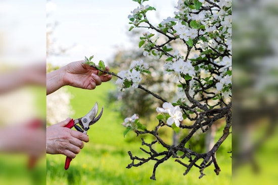Orchardists Advised on Late-Season Apple Thinning Benefits by Extension Educator in Rice and Steele Counties