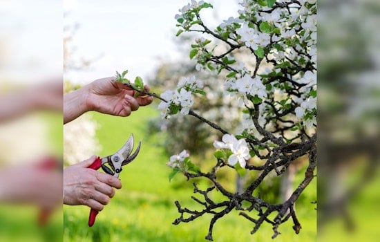Orchardists Advised on Late-Season Apple Thinning Benefits by Extension Educator in Rice and Steele Counties