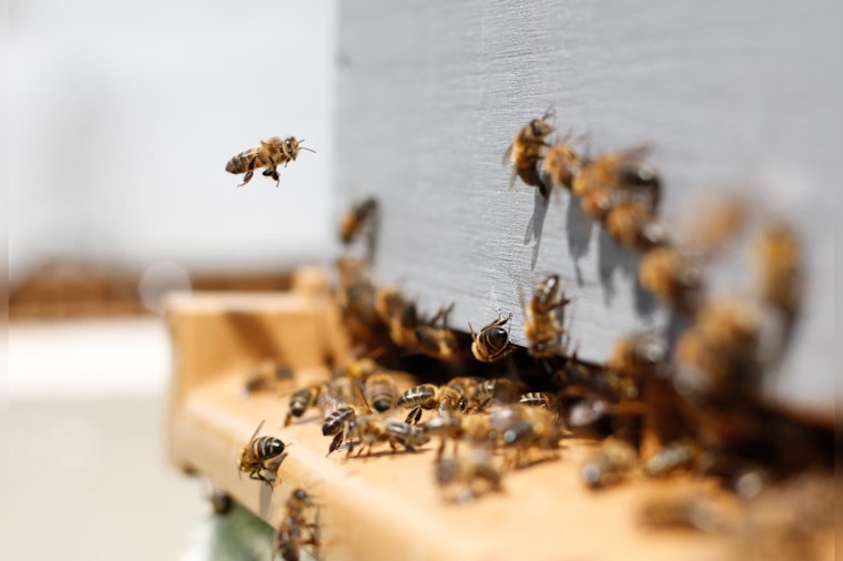 Oro Valley Golf Course Employee Succumbs to Bee Sting Complications, Arizona Course Increases Safety Measures