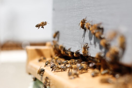 Oro Valley Golf Course Employee Succumbs to Bee Sting Complications, Arizona Course Increases Safety Measures