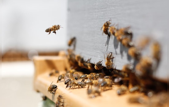 Oro Valley Golf Course Employee Succumbs to Bee Sting Complications, Arizona Course Increases Safety Measures