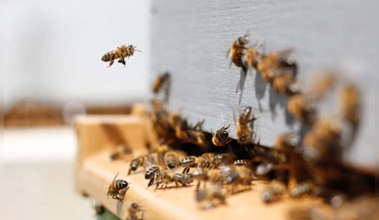 Oro Valley Golf Course Employee Succumbs to Bee Sting Complications, Arizona Course Increases Safety Measures