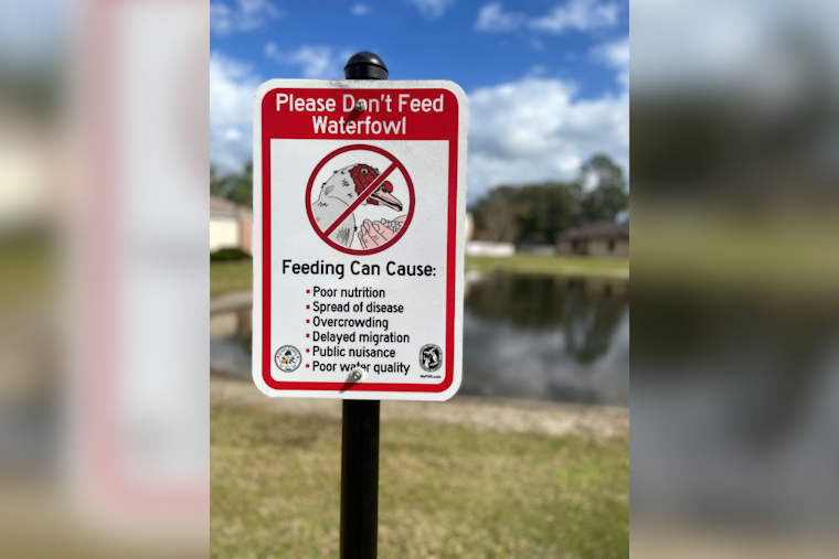 Oviedo City Officials Urge Residents to Stop Feeding Ducks in Local Parks for Wildlife’s Sake
