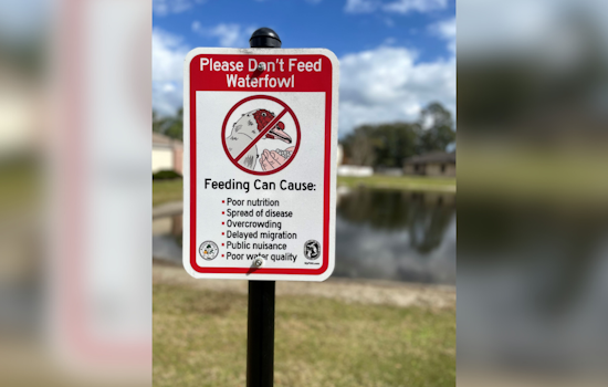 Oviedo City Officials Urge Residents to Stop Feeding Ducks in Local Parks for Wildlife’s Sake