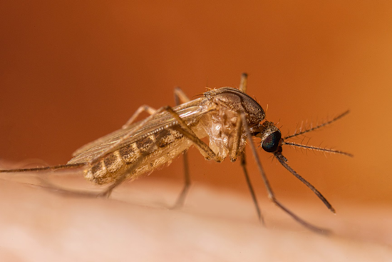 Philadelphia Health Department to Combat West Nile Virus by Spraying in Pennypack and Fairmount Parks