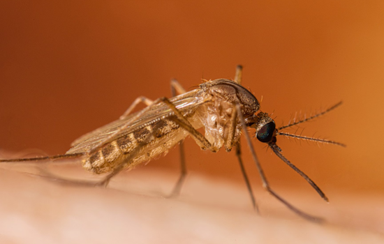 Philadelphia Health Department to Combat West Nile Virus by Spraying in Pennypack and Fairmount Parks