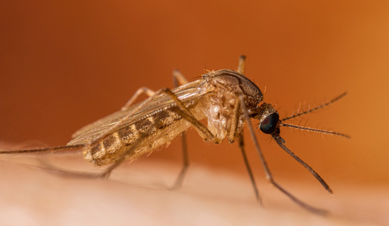 Philadelphia Health Department to Combat West Nile Virus by Spraying in Pennypack and Fairmount Parks