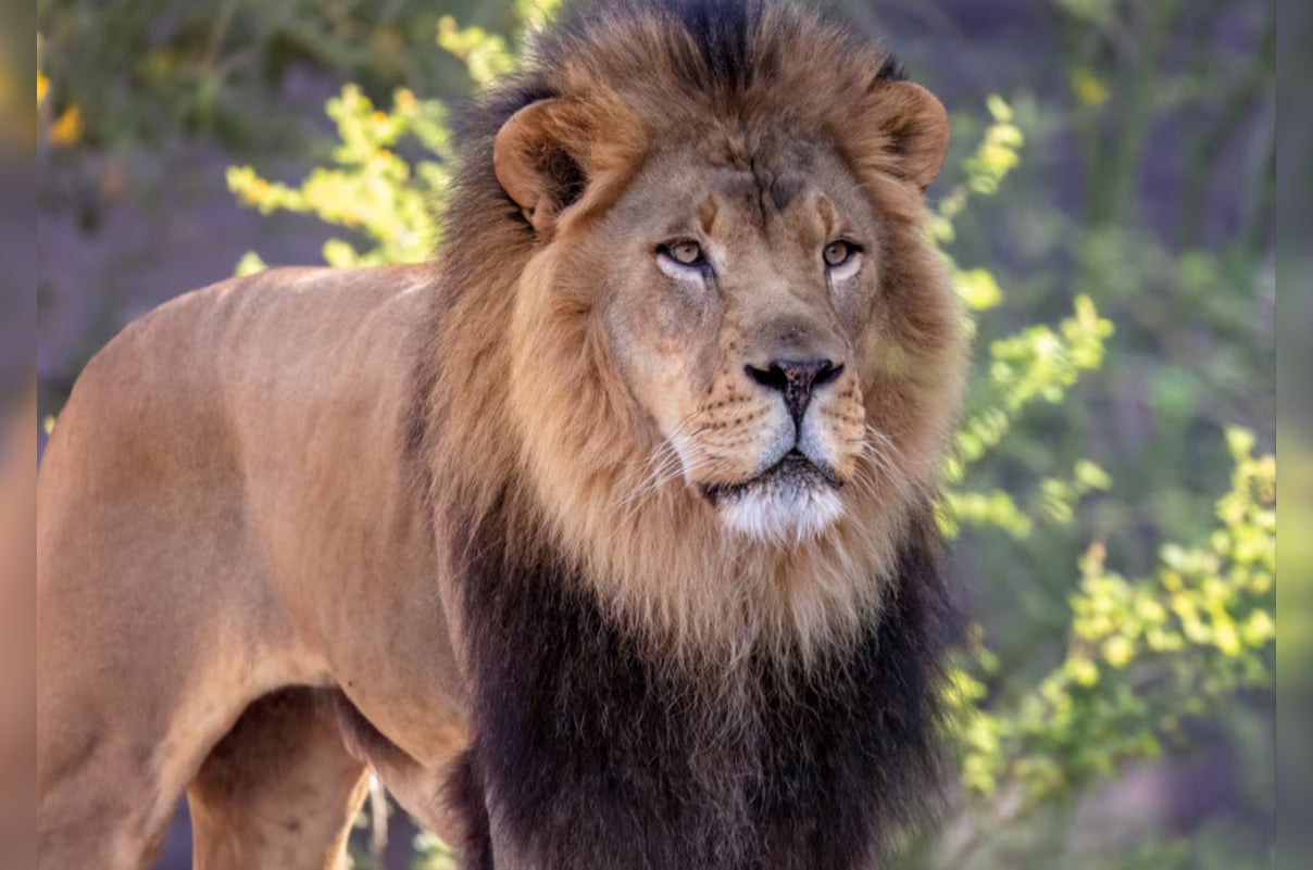 Phoenix Community Mourns The Loss Of Beloved Lion Boboo At Phoenix Zoo