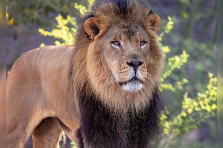 Phoenix Community Mourns the Loss of Beloved Lion Boboo at Phoenix Zoo After Cancer Battle