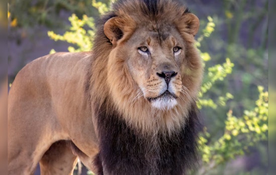 Phoenix Community Mourns the Loss of Beloved Lion Boboo at Phoenix Zoo After Cancer Battle