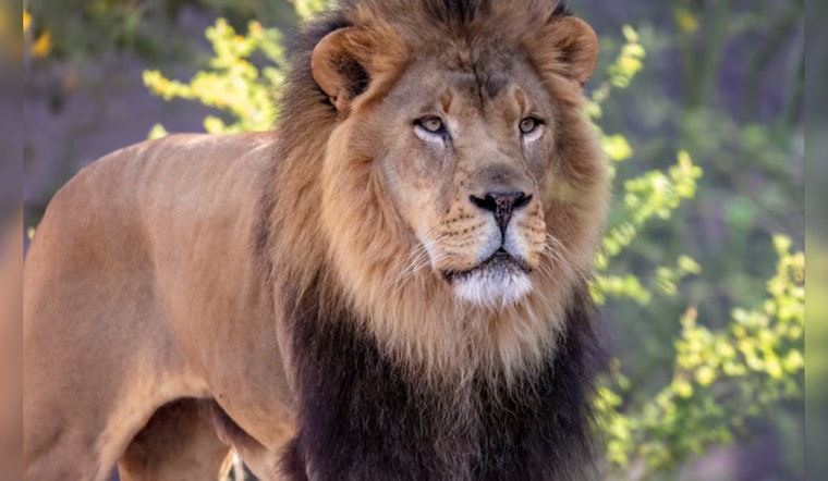 Phoenix Community Mourns the Loss of Beloved Lion Boboo at Phoenix Zoo After Cancer Battle