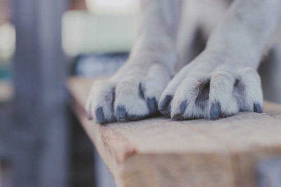 Pinal County Officials Urge Pet Safety Measures During Intense Summer Heat