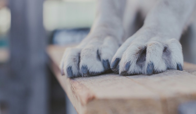 Pinal County Officials Urge Pet Safety Measures During Intense Summer Heat