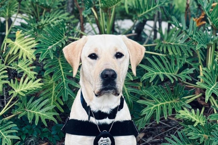 Pinellas Park Police Harness Yellow Lab's Novel Talent for Uncovering Hidden Electronics in Crime Fighting Efforts