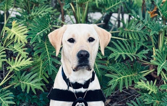 Pinellas Park Police Harness Yellow Lab's Novel Talent for Uncovering Hidden Electronics in Crime Fighting Efforts