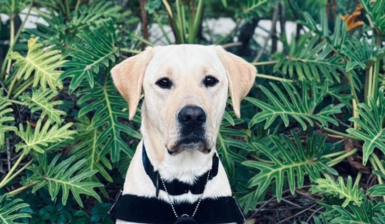 Pinellas Park Police Harness Yellow Lab's Novel Talent for Uncovering Hidden Electronics in Crime Fighting Efforts