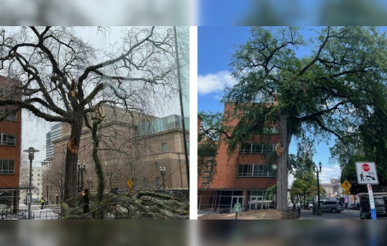 Portland Bids Farewell to Historic Heritage Tree #1 Amid Safety Concerns