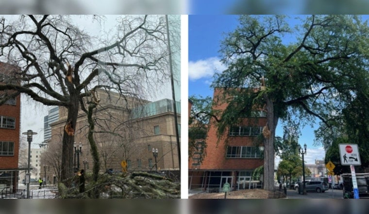 Portland Bids Farewell to Historic Heritage Tree #1 Amid Safety Concerns