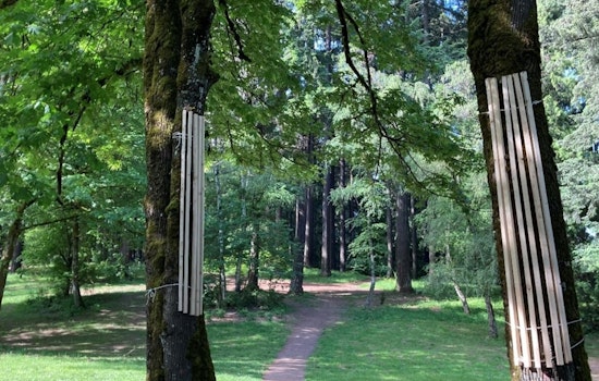 Portland's Pier Park Elevates Conservation Efforts Amidst Disc Golf Popularity