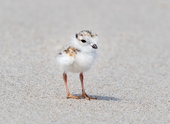 Presumed Loss of Piping Plover Chick Mourned by Chicago Conservationists at Montrose Beach