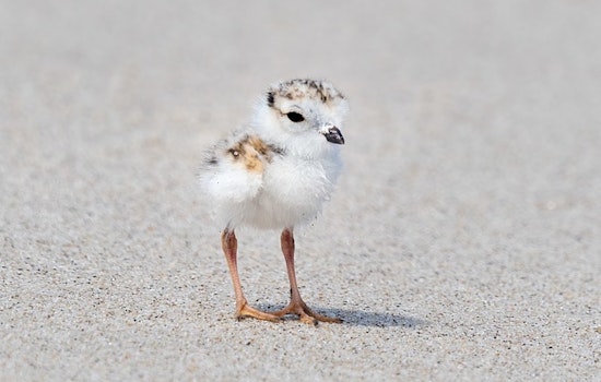 Presumed Loss of Piping Plover Chick Mourned by Chicago Conservationists at Montrose Beach