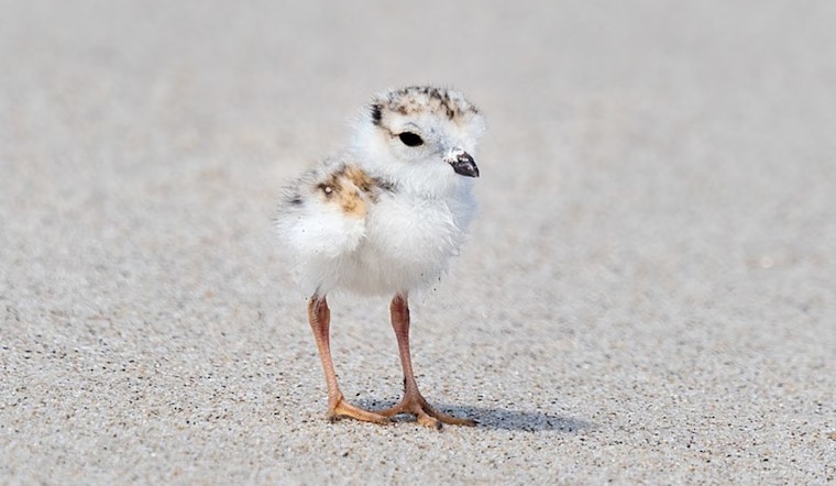 Presumed Loss of Piping Plover Chick Mourned by Chicago Conservationists at Montrose Beach