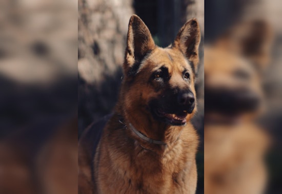 Public Rallying to Aid Abused German Shepherd Found in Malibu Creek Canyon, $5,000 Reward Offered for Leads