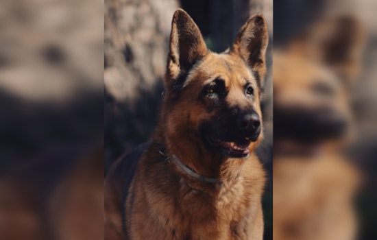 Public Rallying to Aid Abused German Shepherd Found in Malibu Creek Canyon, $5,000 Reward Offered for Leads