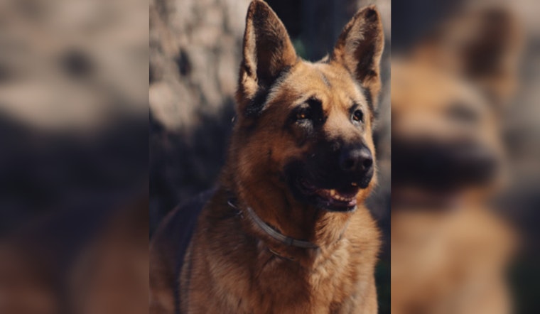 Public Rallying to Aid Abused German Shepherd Found in Malibu Creek Canyon, $5,000 Reward Offered for Leads