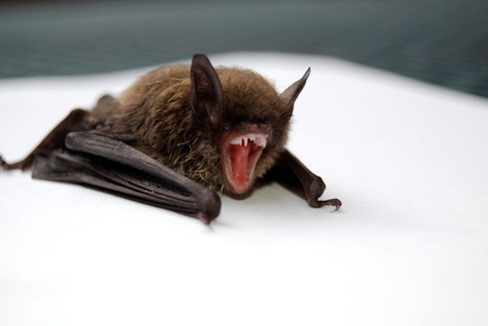 Rabies Alert in Clark County and Carson City Following Confirmed Bat Cases Prompts Pet Vaccine Reminder